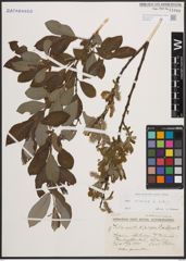 Foto von Salix cinerea L.